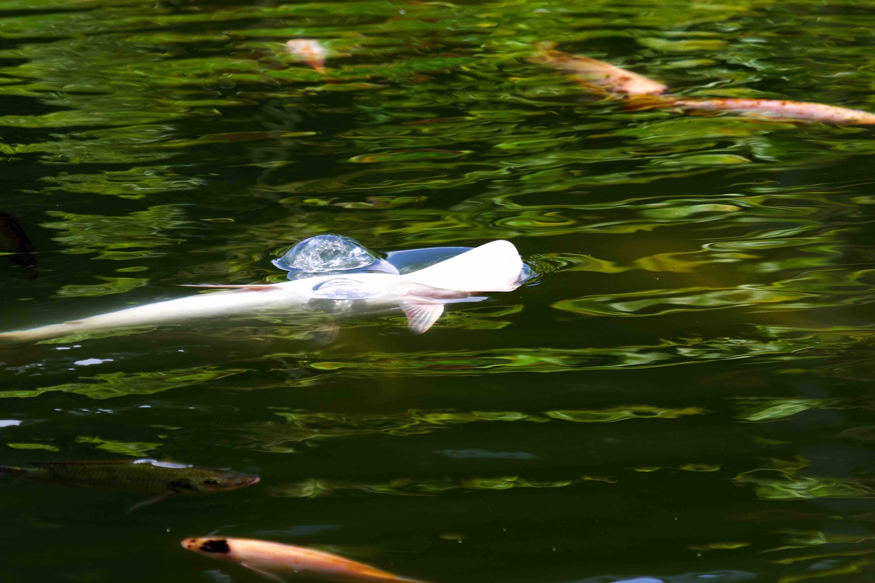 Albino Patin