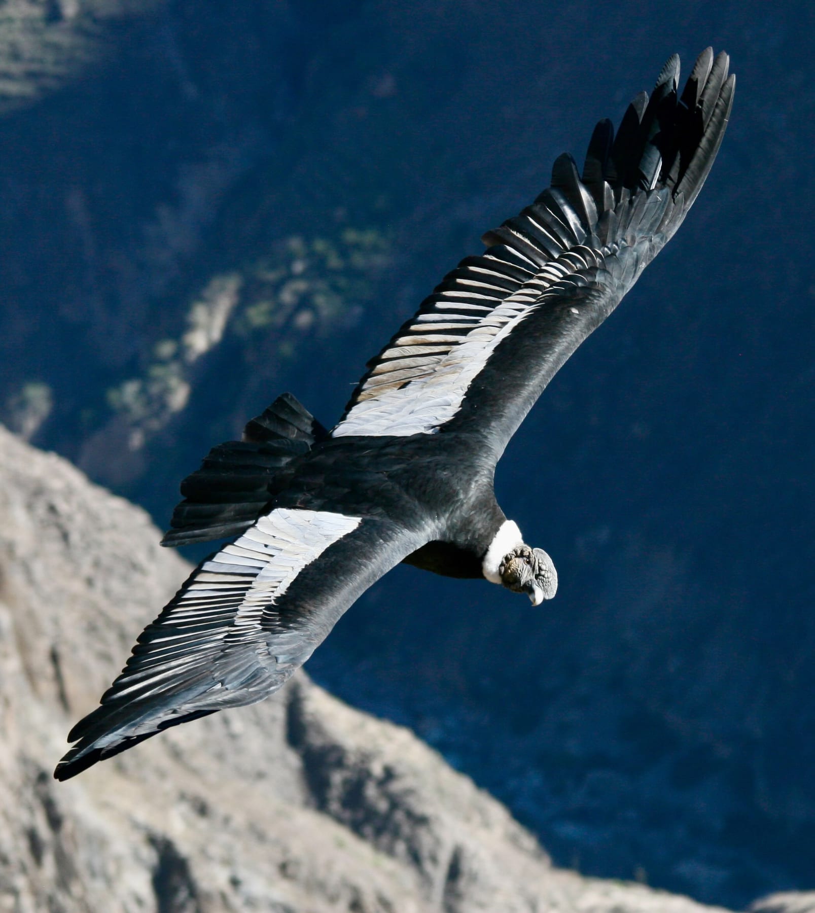 Andean Condor Hello