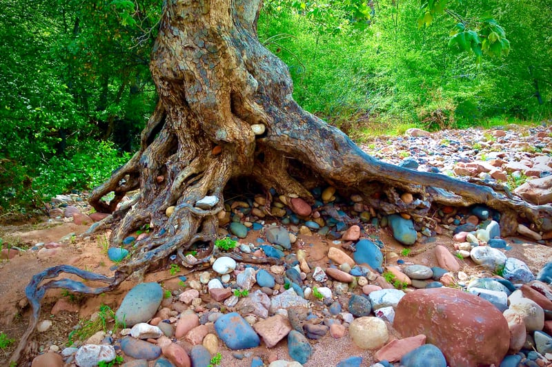 Birthing Rock Tree