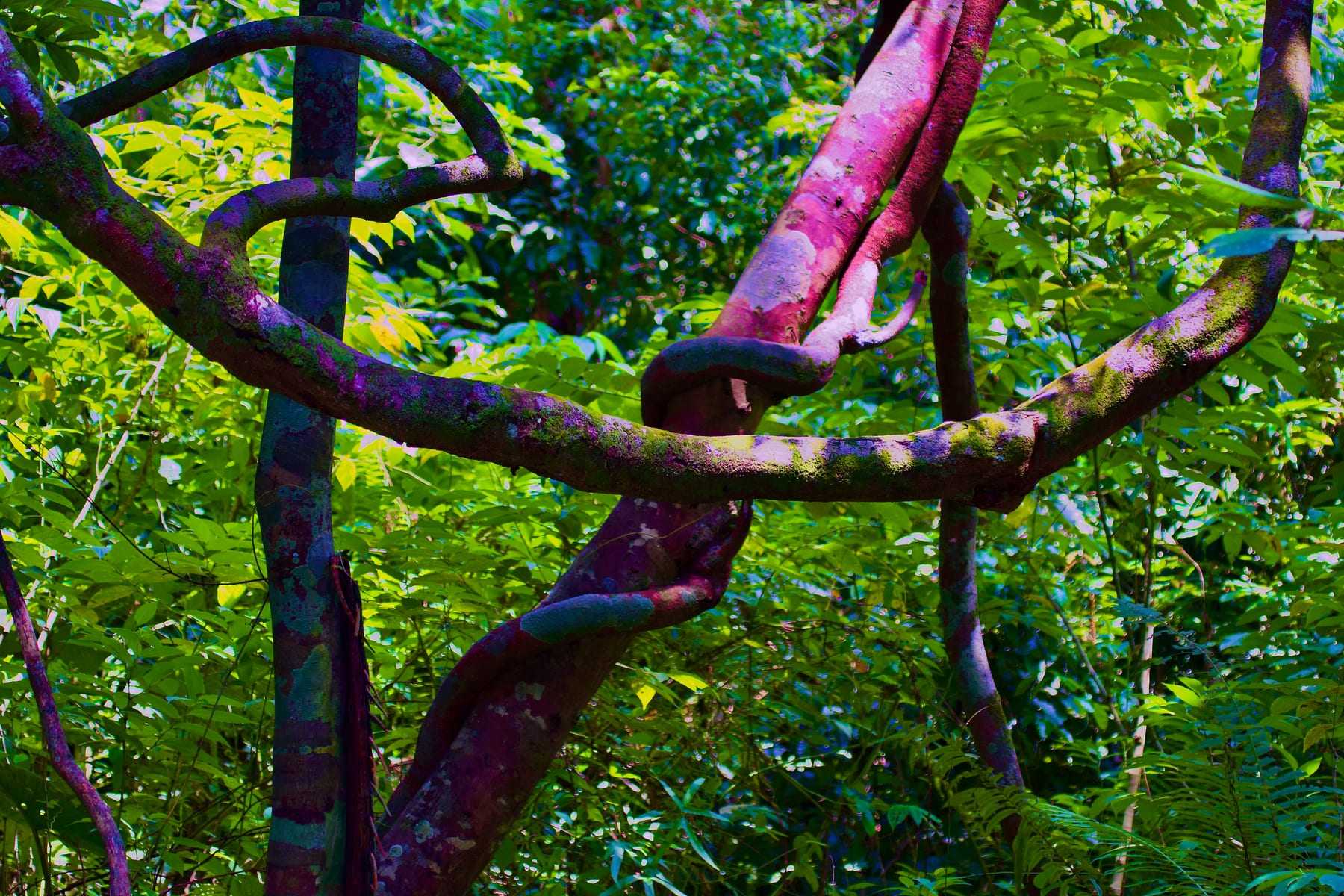 Dance Of The Vines