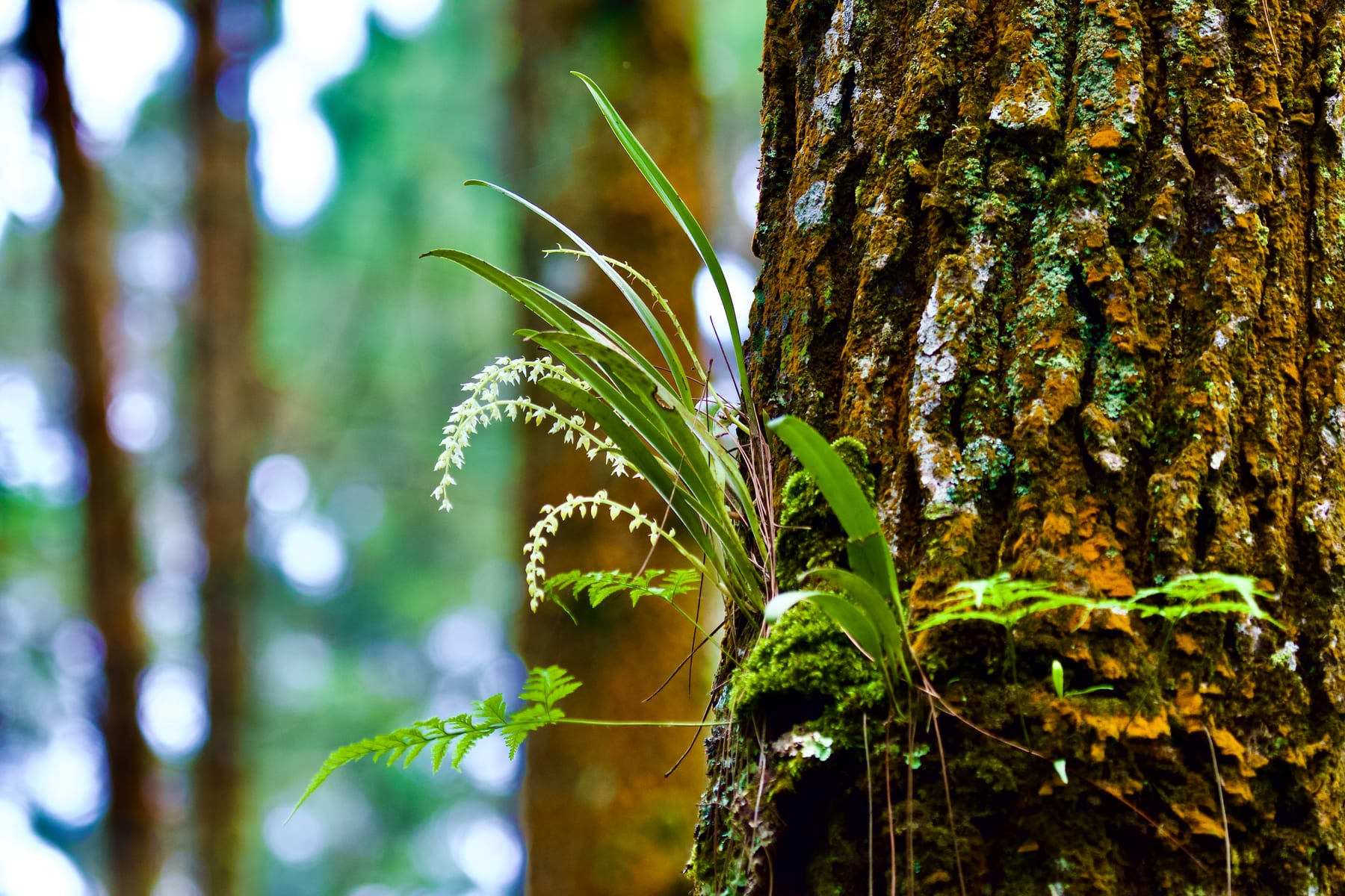 Dendrochilum Longifolium