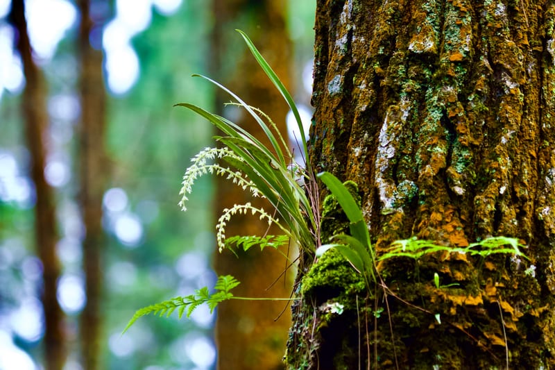 Dendrochilum Longifolium
