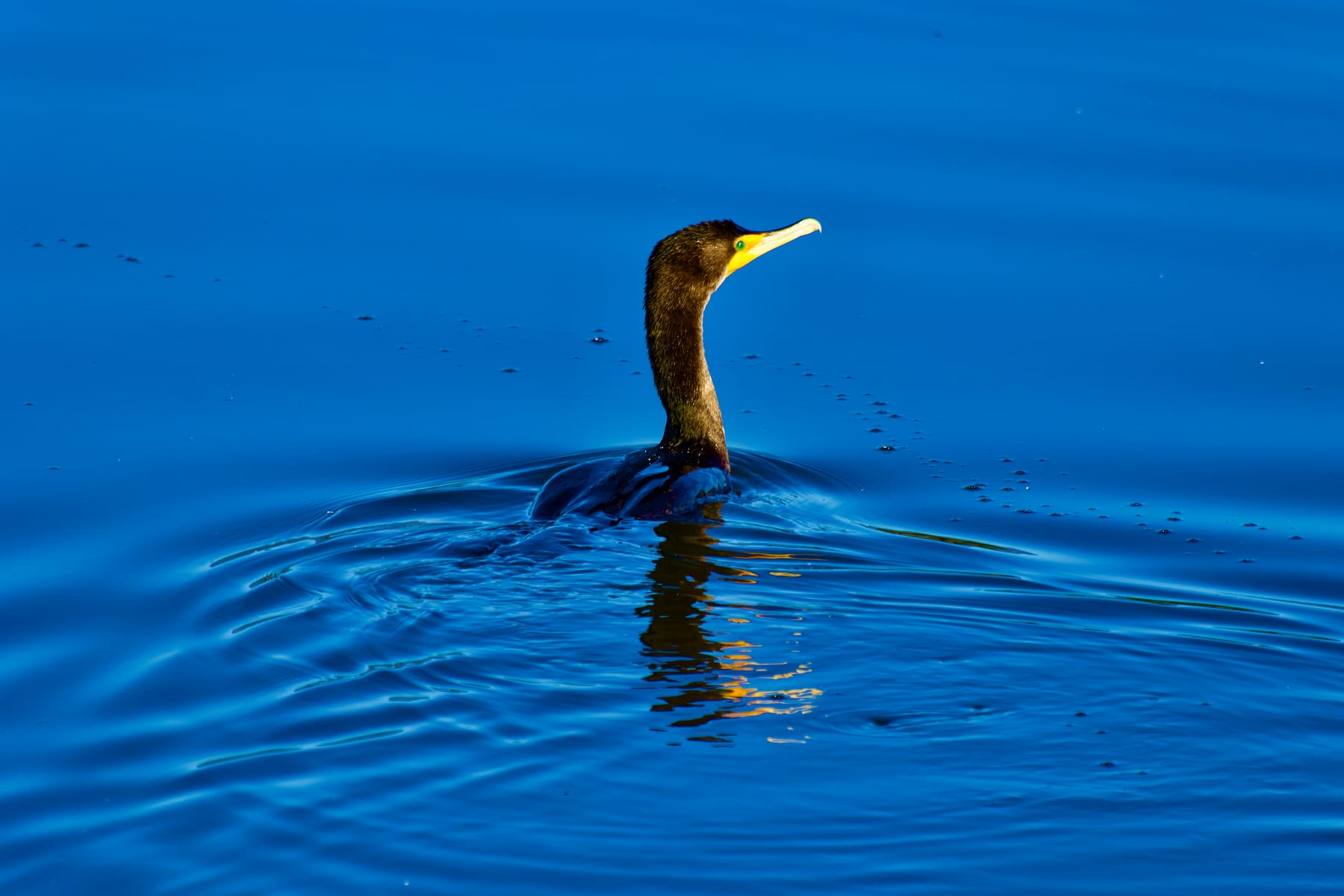 Double-crested Cormorant
