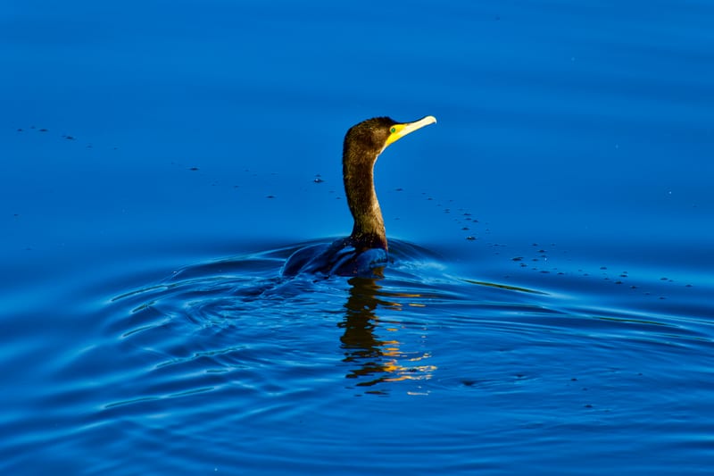 Double-crested Cormorant