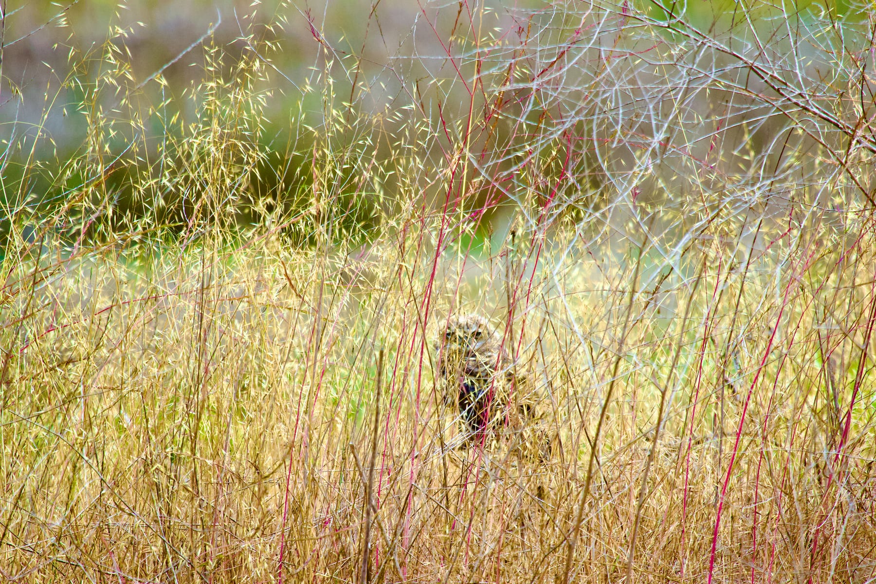 Great Horned Owl Fledgling4