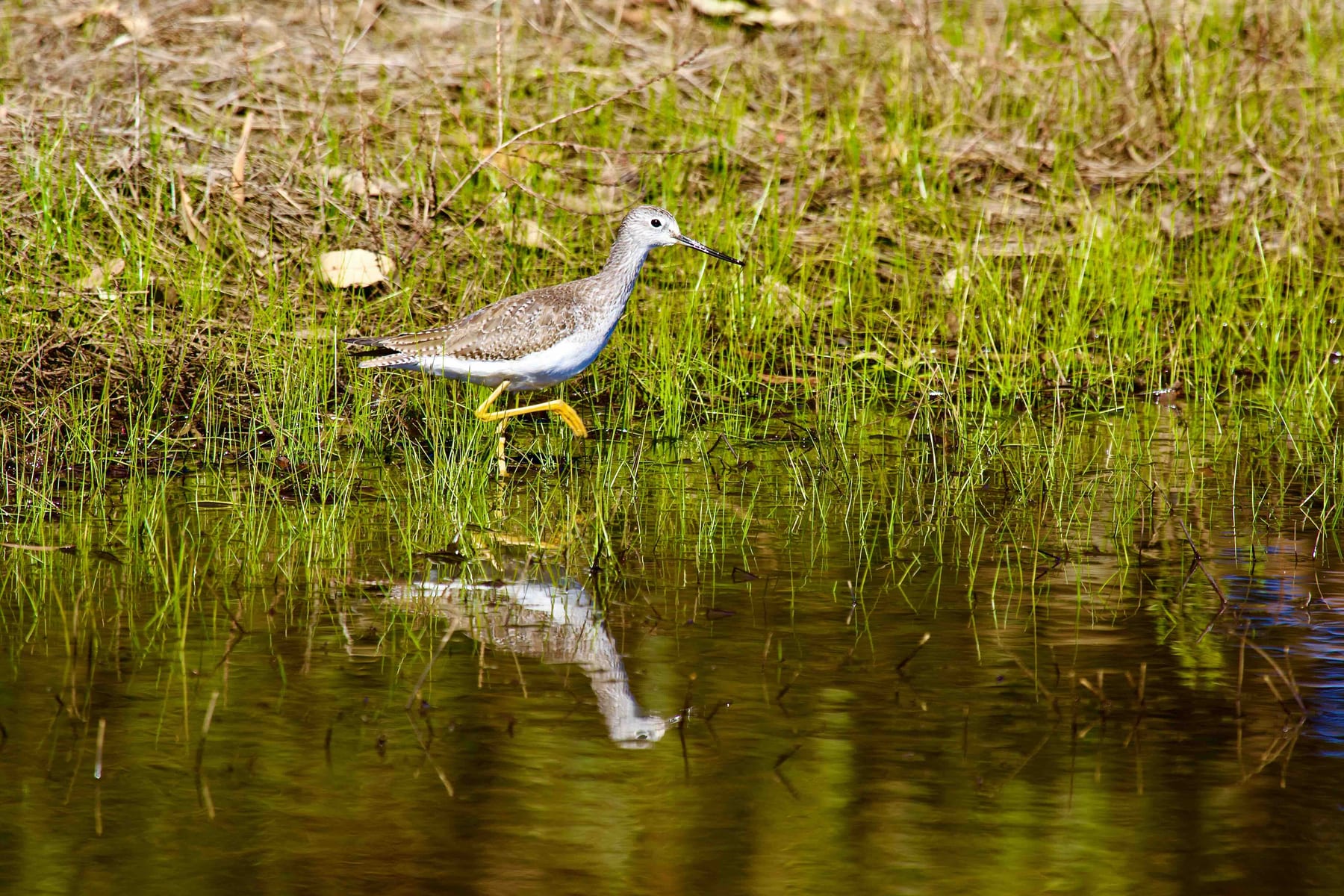 Greater Yellowlegs