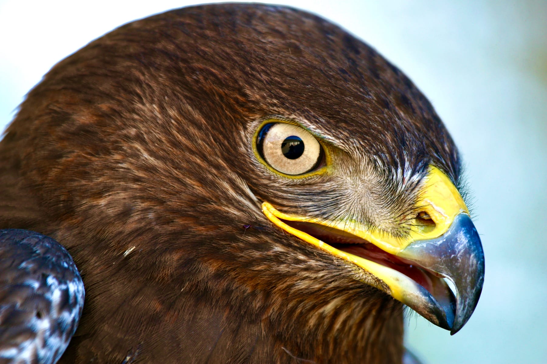 Hawk Eye