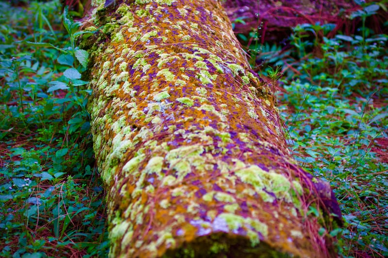 Natures Palette