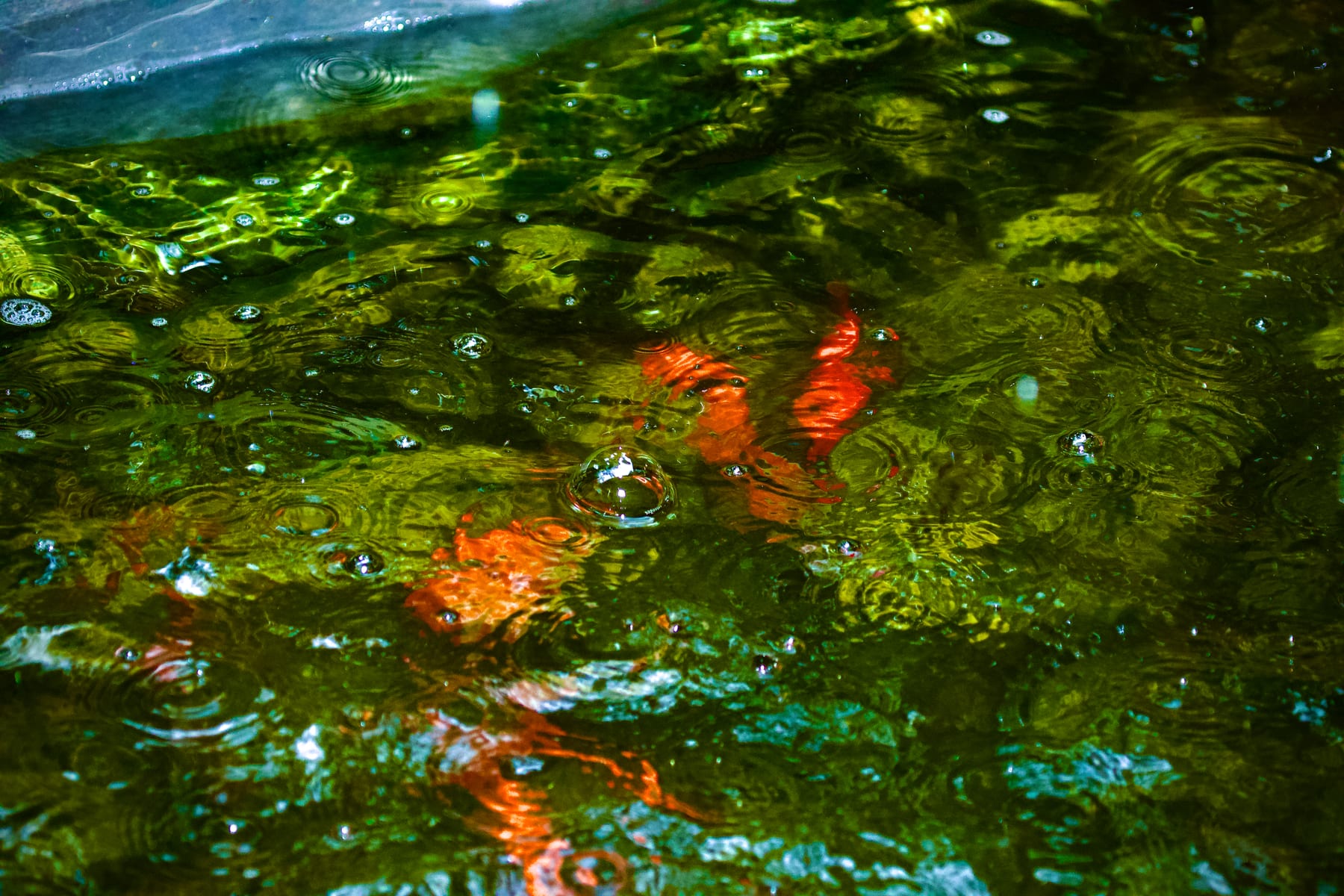 Orange Fish Blowing Bubbles