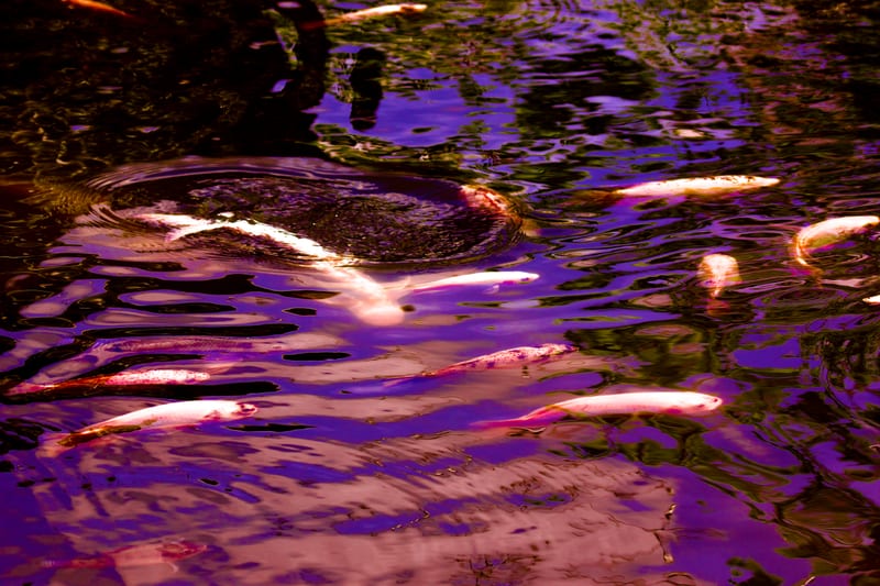 Purple Water
