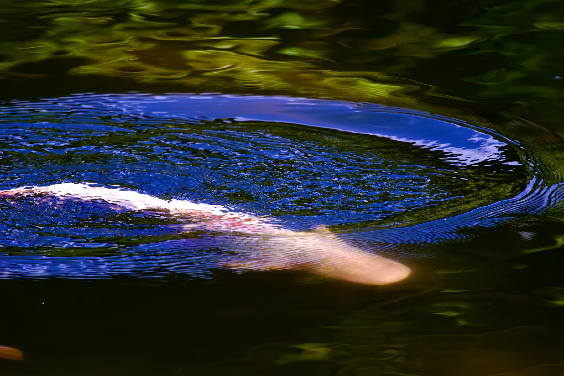 Rising Ivory Wave