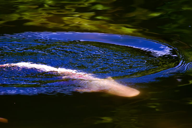 Rising Ivory Wave