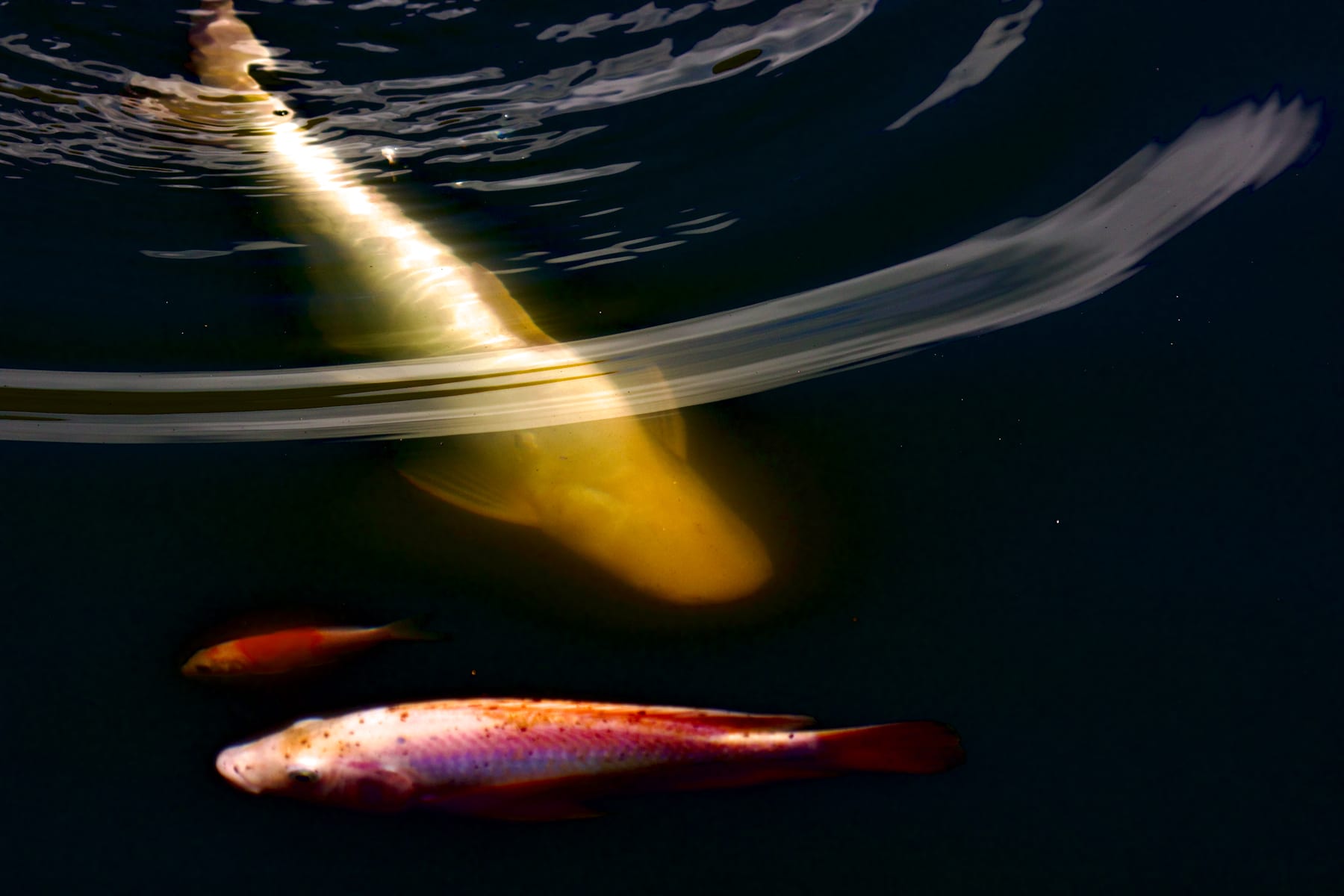Submerged Ivory