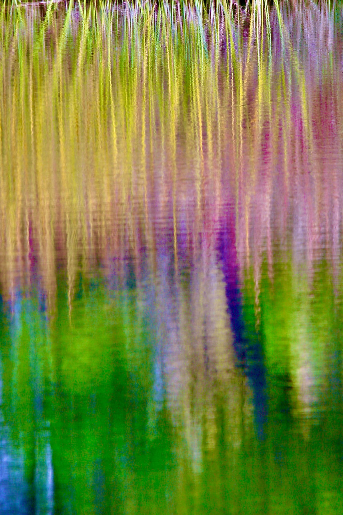 SYRiver Reed Color Burst
