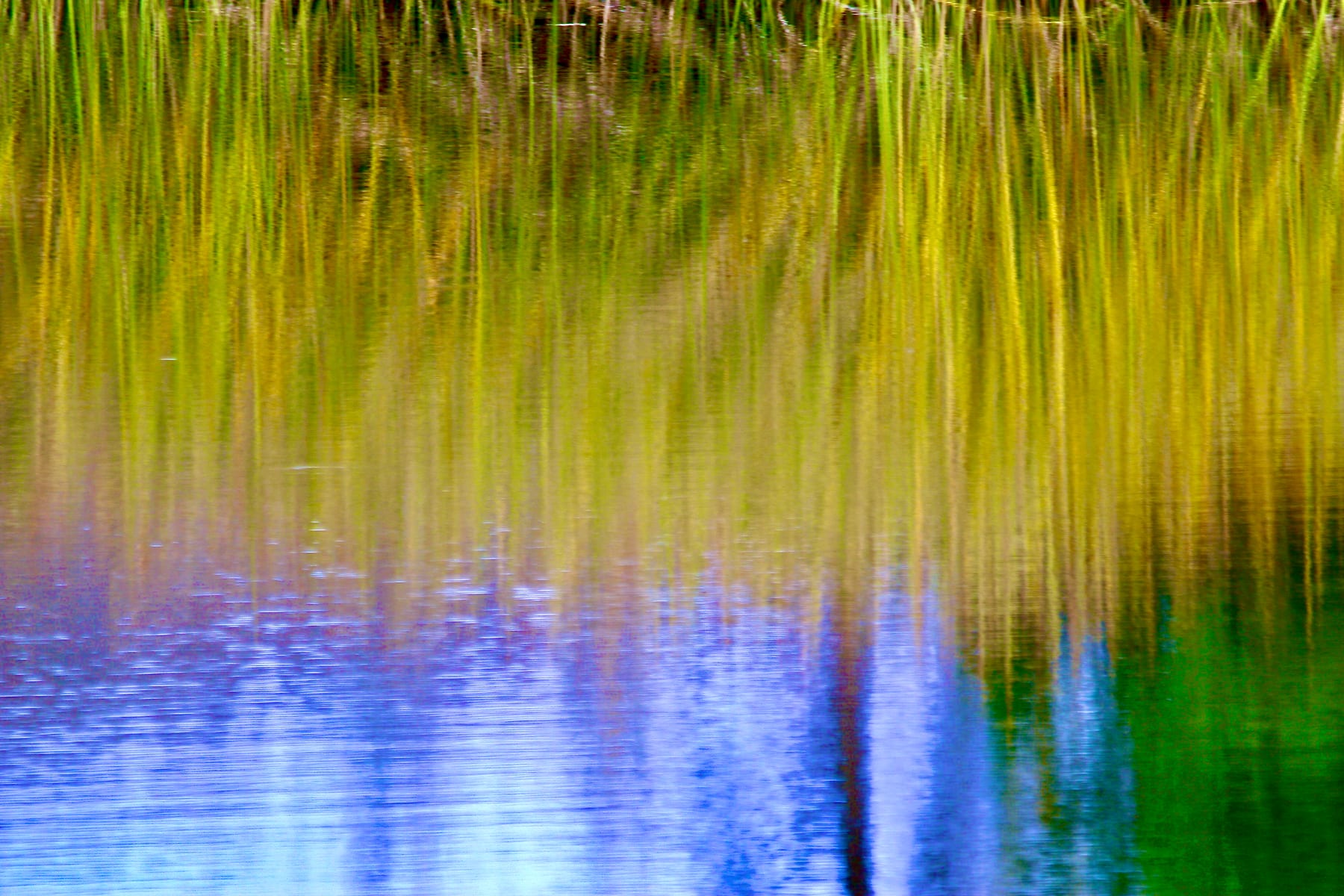SYRiver Reed Reflections3