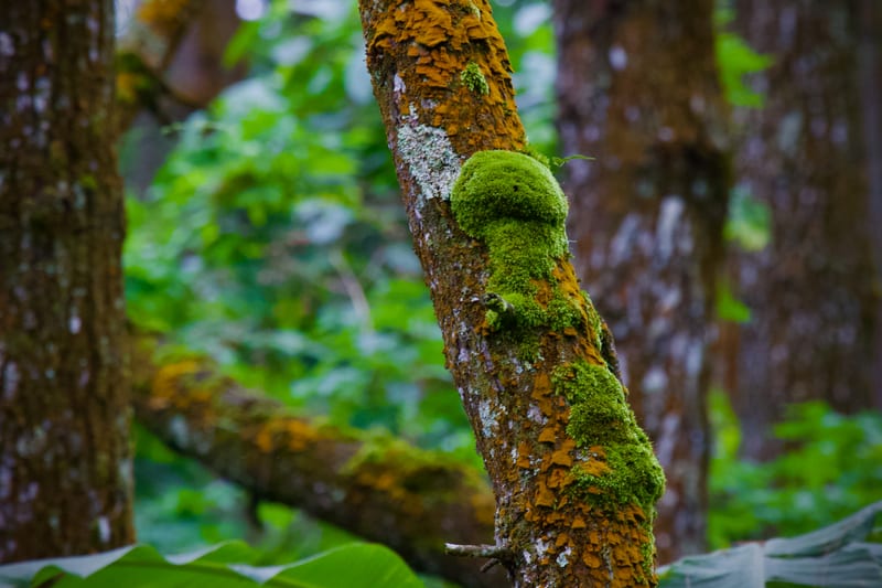 Toadstool Moss