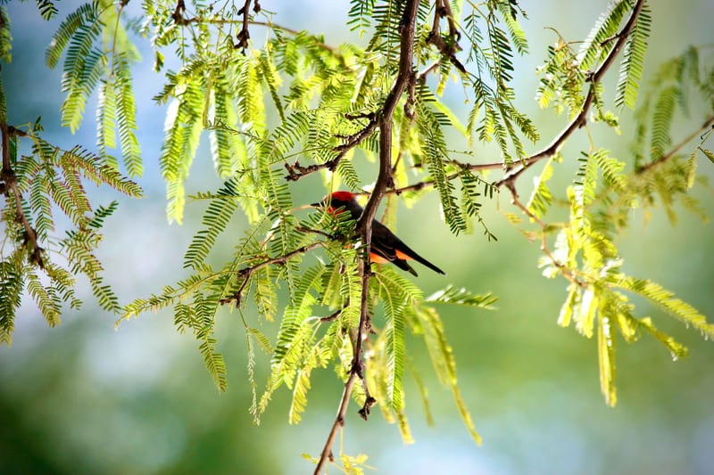 Vermilion Flycatcher